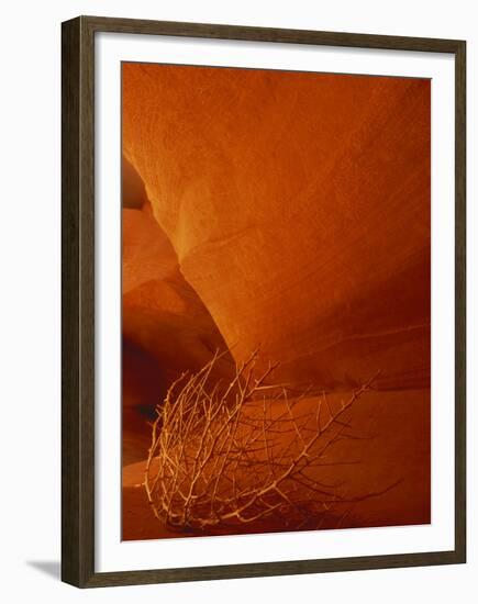 Tumbleweed on Ledge in Antelope Canyon, Page, Arizona, USA-Adam Jones-Framed Premium Photographic Print