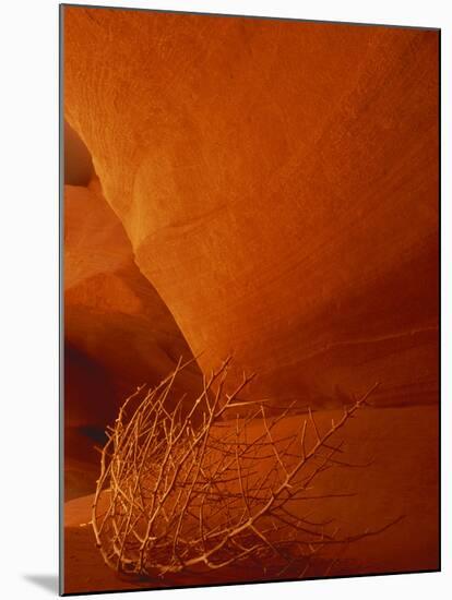 Tumbleweed on Ledge in Antelope Canyon, Page, Arizona, USA-Adam Jones-Mounted Premium Photographic Print