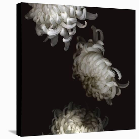 Tumbling White Chrysanthemums-Doris Mitsch-Stretched Canvas
