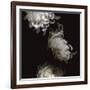 Tumbling White Chrysanthemums-Doris Mitsch-Framed Photographic Print