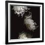 Tumbling White Chrysanthemums-Doris Mitsch-Framed Photographic Print