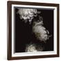 Tumbling White Chrysanthemums-Doris Mitsch-Framed Photographic Print