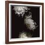 Tumbling White Chrysanthemums-Doris Mitsch-Framed Photographic Print