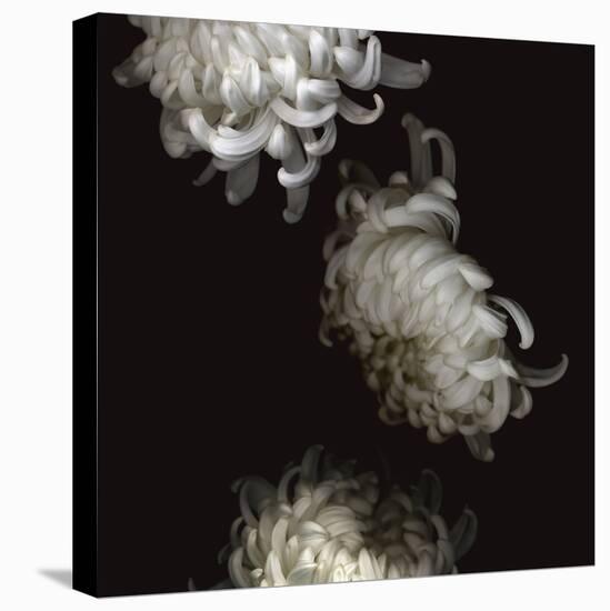 Tumbling White Chrysanthemums-Doris Mitsch-Stretched Canvas