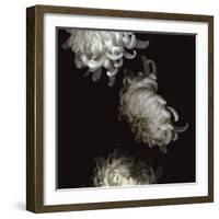 Tumbling White Chrysanthemums-Doris Mitsch-Framed Photographic Print