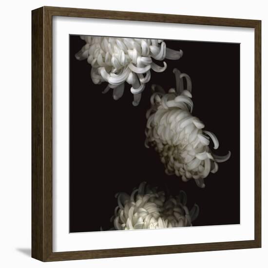 Tumbling White Chrysanthemums-Doris Mitsch-Framed Photographic Print