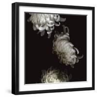 Tumbling White Chrysanthemums-Doris Mitsch-Framed Photographic Print
