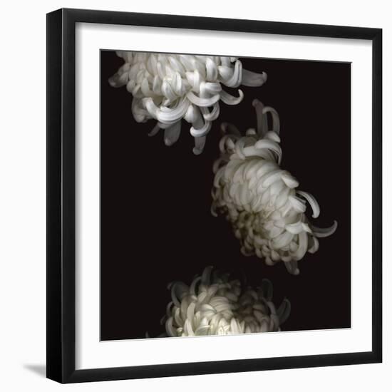 Tumbling White Chrysanthemums-Doris Mitsch-Framed Photographic Print