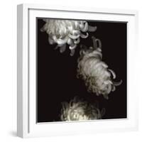 Tumbling White Chrysanthemums-Doris Mitsch-Framed Photographic Print