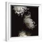 Tumbling White Chrysanthemums-Doris Mitsch-Framed Photographic Print