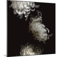 Tumbling White Chrysanthemums-Doris Mitsch-Mounted Photographic Print