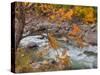 Tumwater Canyon, Maple Tree and Wenatchee River, Wenatchee National Forest, Washington, Usa-Jamie & Judy Wild-Stretched Canvas