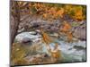 Tumwater Canyon, Maple Tree and Wenatchee River, Wenatchee National Forest, Washington, Usa-Jamie & Judy Wild-Mounted Photographic Print