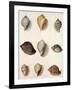 Tun Shells-William Newton-Framed Giclee Print