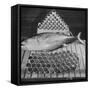 Tuna and Cans of Tuna-Allan Grant-Framed Stretched Canvas