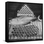 Tuna and Cans of Tuna-Allan Grant-Framed Stretched Canvas