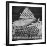 Tuna and Cans of Tuna-Allan Grant-Framed Photographic Print