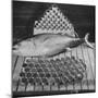 Tuna and Cans of Tuna-Allan Grant-Mounted Photographic Print