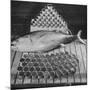 Tuna and Cans of Tuna-Allan Grant-Mounted Photographic Print