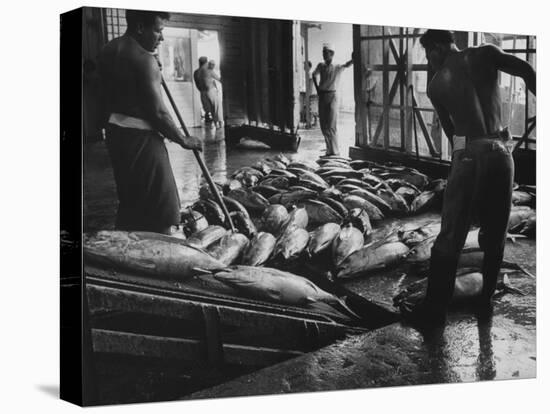 Tuna Being Unloaded from Boats at Van Camp Tuna Co. Cannery in American Samoa-Carl Mydans-Stretched Canvas