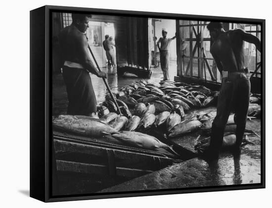 Tuna Being Unloaded from Boats at Van Camp Tuna Co. Cannery in American Samoa-Carl Mydans-Framed Stretched Canvas