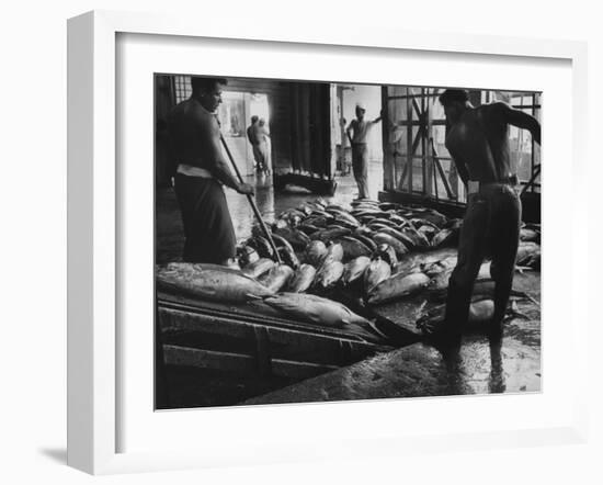 Tuna Being Unloaded from Boats at Van Camp Tuna Co. Cannery in American Samoa-Carl Mydans-Framed Photographic Print