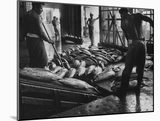 Tuna Being Unloaded from Boats at Van Camp Tuna Co. Cannery in American Samoa-Carl Mydans-Mounted Photographic Print