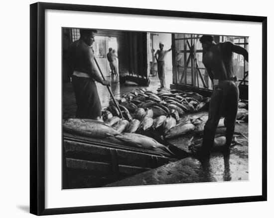 Tuna Being Unloaded from Boats at Van Camp Tuna Co. Cannery in American Samoa-Carl Mydans-Framed Photographic Print