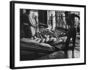 Tuna Being Unloaded from Boats at Van Camp Tuna Co. Cannery in American Samoa-Carl Mydans-Framed Photographic Print