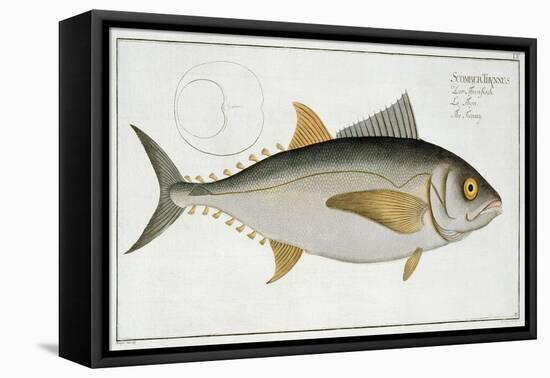 Tuna-Andreas-ludwig Kruger-Framed Stretched Canvas