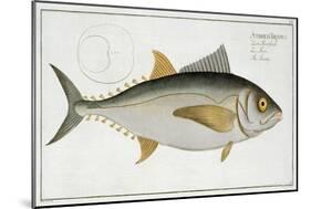 Tuna-Andreas-ludwig Kruger-Mounted Giclee Print