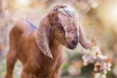 Beautiful Adorable Baby Goat, Spring Floral Background (Capra Aegagrus Hircus)-Tunatura-Photographic Print