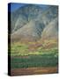 Tundra, Broad Pass, Denali National Park, Alaska Range, Alaska, USA-Waltham Tony-Stretched Canvas