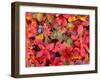 Tundra Fall Colors, Denali National Park, Alaska, USA-Darrell Gulin-Framed Premium Photographic Print