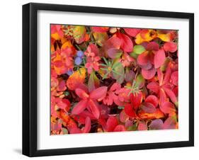 Tundra Fall Colors, Denali National Park, Alaska, USA-Darrell Gulin-Framed Premium Photographic Print