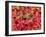 Tundra Fall Colors, Denali National Park, Alaska, USA-Darrell Gulin-Framed Premium Photographic Print