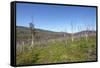 Tundra Landscape-lubastock-Framed Stretched Canvas