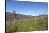 Tundra Landscape-lubastock-Stretched Canvas