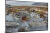 Tundra near glacier Eqip (Eqip Sermia) in western Greenland, Denmark-Martin Zwick-Mounted Photographic Print