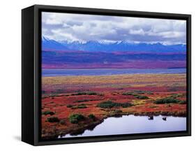 Tundra of Denali National Park with Moose at Pond, Alaska, USA-Charles Sleicher-Framed Stretched Canvas