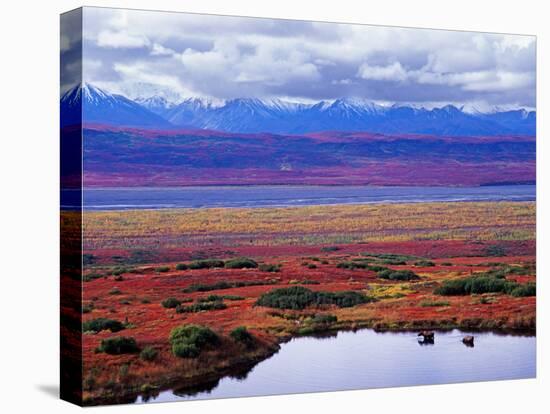 Tundra of Denali National Park with Moose at Pond, Alaska, USA-Charles Sleicher-Stretched Canvas