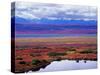 Tundra of Denali National Park with Moose at Pond, Alaska, USA-Charles Sleicher-Stretched Canvas