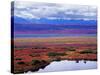 Tundra of Denali National Park with Moose at Pond, Alaska, USA-Charles Sleicher-Stretched Canvas