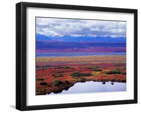 Tundra of Denali National Park with Moose at Pond, Alaska, USA-Charles Sleicher-Framed Photographic Print