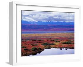 Tundra of Denali National Park with Moose at Pond, Alaska, USA-Charles Sleicher-Framed Photographic Print