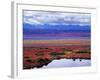 Tundra of Denali National Park with Moose at Pond, Alaska, USA-Charles Sleicher-Framed Photographic Print