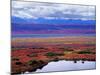 Tundra of Denali National Park with Moose at Pond, Alaska, USA-Charles Sleicher-Mounted Photographic Print