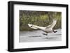 Tundra Swan Taking Flight-Ken Archer-Framed Photographic Print