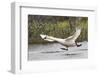 Tundra Swan Taking Flight-Ken Archer-Framed Photographic Print