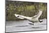 Tundra Swan Taking Flight-Ken Archer-Mounted Photographic Print